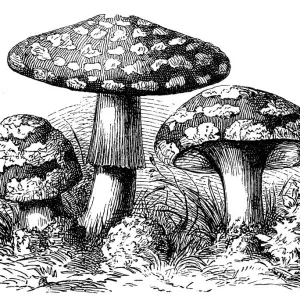 Fleshy Fungus Print Fleshy Fungus Print