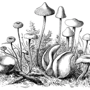 Edible Mushrooms Print, Victorian Botanical Illustration Edible Mushrooms Print, Victorian Botanical Illustration