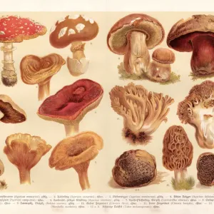 Mushroom Engraving Print 1888 Mushroom Engraving Print 1888