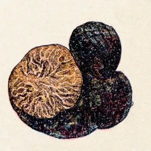Black Truffle Print: A Victorian Botanical Illustration of Edible Mushrooms Black Truffle Print: A Victorian Botanical Illustration of Edible Mushrooms