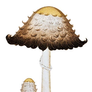 Mushrooms and fungi: Coprinus comatus (shaggy ink cap, lawyers wig)