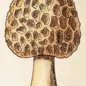 Morchella esculenta Print - Yellow Morel Mushroom Illustration Morchella esculenta Print - Yellow Morel Mushroom Illustration