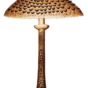 Mushrooms and fungi: Parasol mushroom (Macrolepiota procera or Lepiota procera)