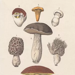 Mushrooms, hand-colored lithograph, published in 1880