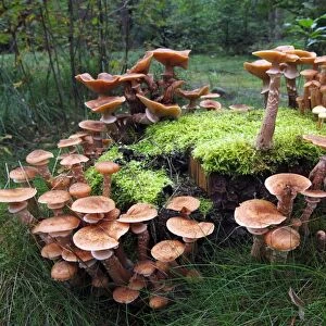 Mushrooms, honey fungus (Armillaria mellea) growing on a moss-covered stump