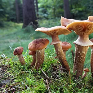 Mushrooms, honey fungus (Armillaria mellea) growing in moss