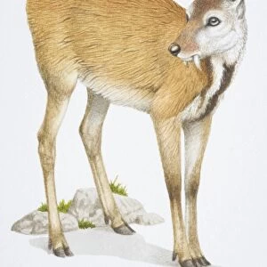 Musk Deer, Moschus moschiferus, brown deer with long teeth