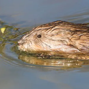 Muskrat in Water, North Hesse Germany Print Muskrat in Water, North Hesse Germany Print