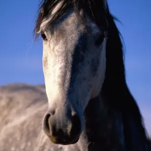 Mustang (Equus caballus) étalon. Mustang (Equus caballus) étalon.