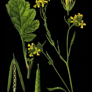 mustard flower mustard flower