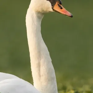 Mute Swan -Cygnus olor- in a canola field -Brassica napus-, Fuldabrueck, Hesse, Germany, Europe Mute Swan -Cygnus olor- in a canola field -Brassica napus-, Fuldabrueck, Hesse, Germany, Europe