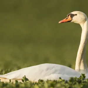 Mute Swan -Cygnus olor- in a canola field -Brassica napus-, Fuldabrueck, Hesse, Germany, Europe Mute Swan -Cygnus olor- in a canola field -Brassica napus-, Fuldabrueck, Hesse, Germany, Europe