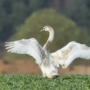 Mute Swan -Cygnus olor- in a canola field -Brassica napus-, Fuldabrueck, Hesse, Germany, Europe Mute Swan -Cygnus olor- in a canola field -Brassica napus-, Fuldabrueck, Hesse, Germany, Europe