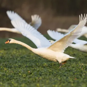 Mute swans -Cygnus olor- flying over a canola field -Brassica napus-, Fuldabrueck, Hesse, Germany, Europe Mute swans -Cygnus olor- flying over a canola field -Brassica napus-, Fuldabrueck, Hesse, Germany, Europe