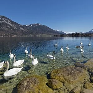 Mute Swans -Cygnus olor-, Lake Wolfgang, near St. Gilgen, Salzkammergut, Salzburg State, Austria
