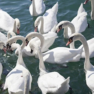 Mute swans -Cygnus olor- waiting for food, Lake Zurich, Zurich, Switzerland, Europe