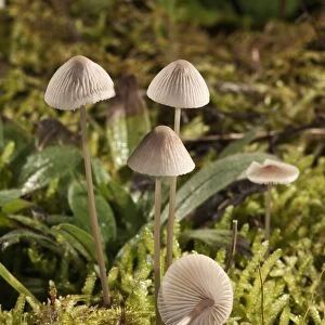 Mycena metata mushrooms, Untergroeningen, Baden-Wuerttemberg, Germany, Europe