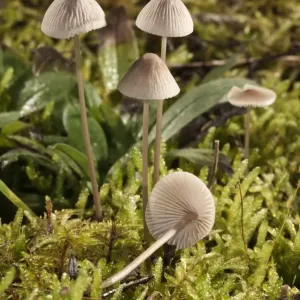 Mycena metata Mushroom Print