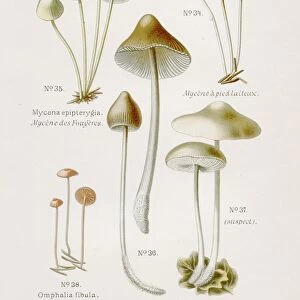 Mycena mushroom 1891
