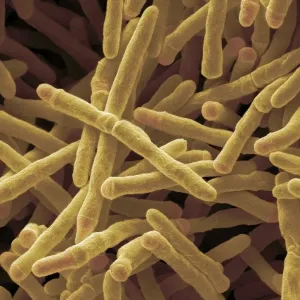 Mycobacterium smegmatis bacteria, SEM Mycobacterium smegmatis bacteria, SEM