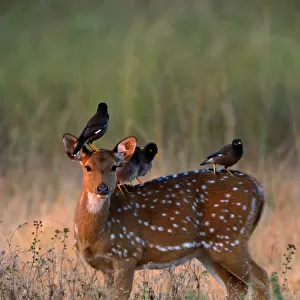 Myna birds (Sturnidae sp. ) on axis deer (Axis axis) India