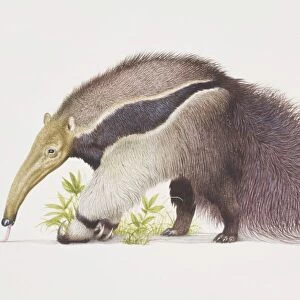 Myrmecophaga tridactyla, Giant Anteater, side view