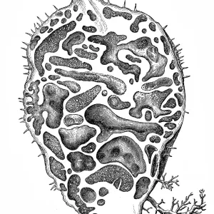 Myrmecophytes (mirmecodia echinata), or ant plants Myrmecophytes (mirmecodia echinata), or ant plants