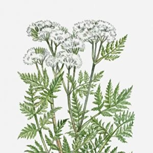 Myrrhis odorata (Sweet Cicely) with clusters of white flowers and green leaves on tall stems