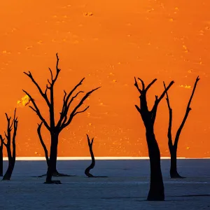 Namib desert, Deadvlei at Sossusvlei sand dunes, Namibia, Africa