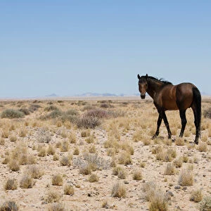Namib Wild Desert Horse between Aus and Luderitz in Namibia