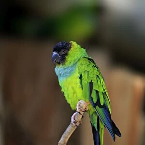 Nanday Parakeet -Nandayus nenday-, adult on tree, native to South America, captive