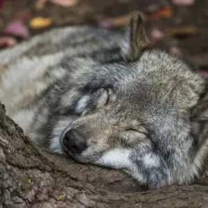 Nap Time Nap Time
