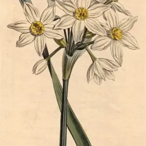 Narcissus Narcissus