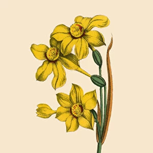 Narcissus or Jonquil Plants, Victorian Botanical Illustration
