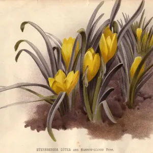 Narrow-Leaved Crocus Print Narrow-Leaved Crocus Print