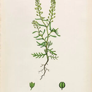 Narrow leaved Pepperwort, Lepidium ruderale, Victorian Botanical Illustration, 1863