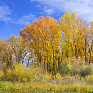 Narrowleaf cottonwood (Populus angustifolia) and willows in autumn along Gunnison River, Curecanti National Recreation Area, Colorado, USA