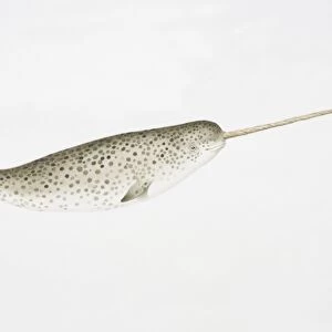 Narwhal (Monodon monoceros) with characteristically long tusk, side view