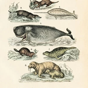 Narwhal, seal, sea lion, sperm whale engraving 1872