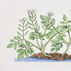 Nasturtium officinale, Watercress plant
