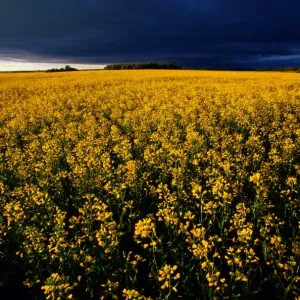 native to Europe. Rape is an annual crop that grows to 30cm (1ft) tall native to Europe. Rape is an annual crop that grows to 30cm (1ft) tall