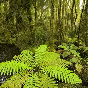 Native forest with fern in foreground