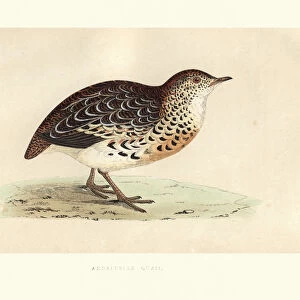 Natural history, Birds, Andalusian hemipode (Turnix sylvatica)