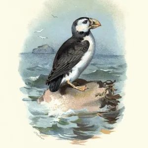Atlantic Puffin Print