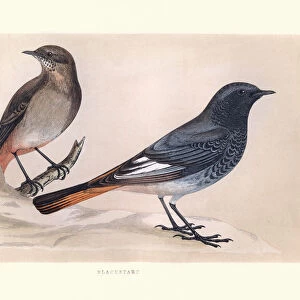 Natural History, Birds, Blackstart