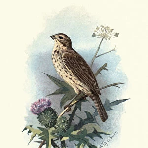 Natural History, Birds, common reed bunting (Emberiza schoeniclus)