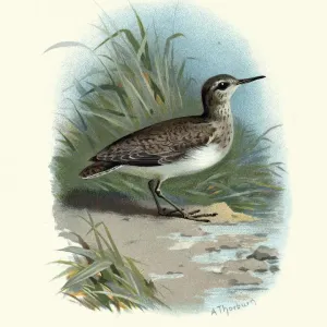 Natural History, Birds, common sandpiper (Actitis hypoleucos)