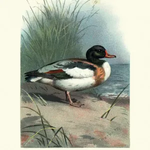 Natural history, Birds, common shelduck (Tadorna tadorna)