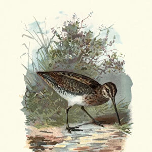 Natural History - Birds - Common snipe