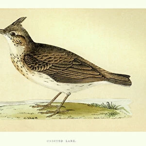 Natural History - Birds - Crested lark